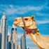 В чём секрет популярности Dubai Marina?